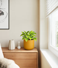 Load image into Gallery viewer, Sunset Orange
