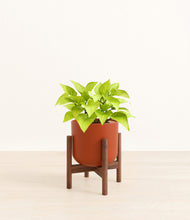 Load image into Gallery viewer, Earth Red stand:walnut
