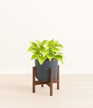 Load image into Gallery viewer, Iron Gray stand:walnut
