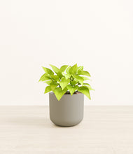 Load image into Gallery viewer, Sage Green*****Profile
