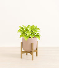 Load image into Gallery viewer, Sandy Pink stand:bamboo
