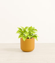 Load image into Gallery viewer, Sunset Orange*****Profile
