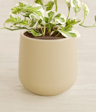 Load image into Gallery viewer, Almond Green stand:all
