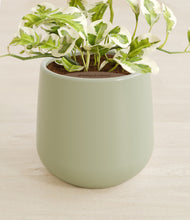 Load image into Gallery viewer, Turquoise stand:all
