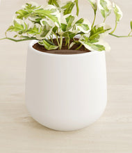 Load image into Gallery viewer, White stand:all
