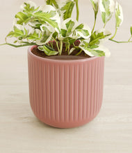 Load image into Gallery viewer, Striped Rose Pink stand:all
