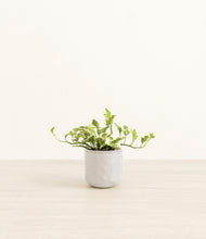 Load image into Gallery viewer, Hammered Ivory*****Profile
