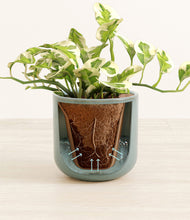 Load image into Gallery viewer, Reactive Aqua stand:all
