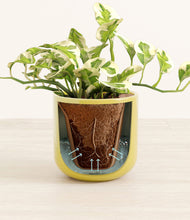 Load image into Gallery viewer, Key Lime Yellow stand:all
