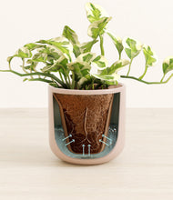 Load image into Gallery viewer, Sandy Pink stand:all
