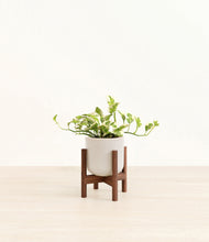 Load image into Gallery viewer, Snowdrift White stand:walnut
