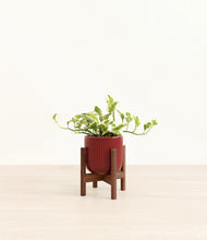 Load image into Gallery viewer, Striped Cherry Red stand:walnut

