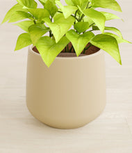 Load image into Gallery viewer, Almond Green stand:all
