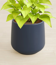 Load image into Gallery viewer, Deep Navy stand:all
