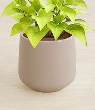 Load image into Gallery viewer, Eternal Gray stand:all
