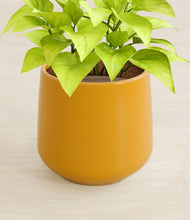 Load image into Gallery viewer, Mustard stand:all
