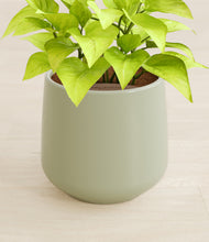 Load image into Gallery viewer, Turquoise stand:all
