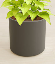 Load image into Gallery viewer, Dark Olive stand:all
