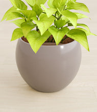 Load image into Gallery viewer, Winter Clouds stand:all
