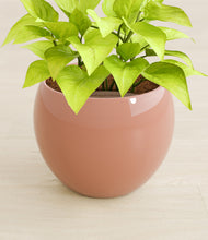 Load image into Gallery viewer, Calm Rose stand:all
