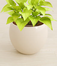 Load image into Gallery viewer, Shiny EggWhite stand:all
