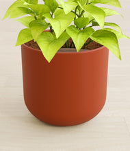 Load image into Gallery viewer, Earth Red stand:all
