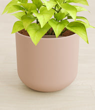 Load image into Gallery viewer, Sandy Pink stand:all
