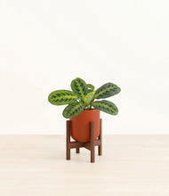 Load image into Gallery viewer, Earth Red stand:walnut
