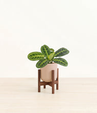 Load image into Gallery viewer, Sandy Pink stand:walnut
