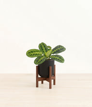 Load image into Gallery viewer, Stone Black stand:walnut
