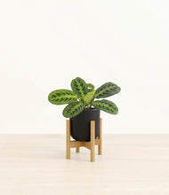 Load image into Gallery viewer, Stone Black stand:bamboo
