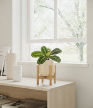 Load image into Gallery viewer, Almond Green stand:bamboo
