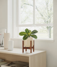 Load image into Gallery viewer, Almond Green stand:walnut
