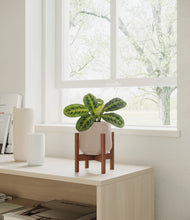 Load image into Gallery viewer, Eternal Gray stand:walnut
