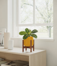 Load image into Gallery viewer, Mustard stand:walnut
