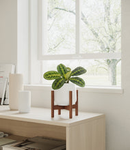 Load image into Gallery viewer, White stand:walnut
