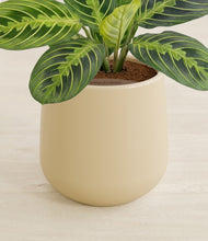 Load image into Gallery viewer, Almond Green stand:all
