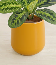Load image into Gallery viewer, Mustard stand:all
