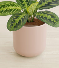 Load image into Gallery viewer, Sandy Pink stand:all
