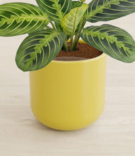 Load image into Gallery viewer, Key Lime Yellow stand:all
