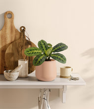 Load image into Gallery viewer, Gentle Pink
