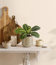 Load image into Gallery viewer, Sage Green
