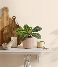 Load image into Gallery viewer, Sandy Pink
