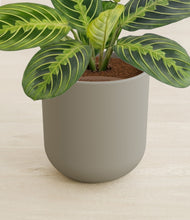 Load image into Gallery viewer, Sage Green stand:all
