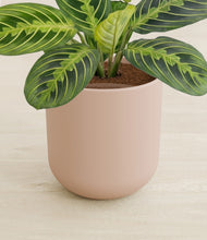 Load image into Gallery viewer, Sandy Pink stand:all
