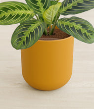 Load image into Gallery viewer, Sunset Orange stand:all
