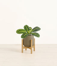 Load image into Gallery viewer, Olive stand:bamboo
