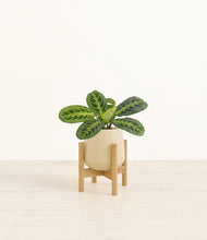 Load image into Gallery viewer, Almond Green stand:bamboo
