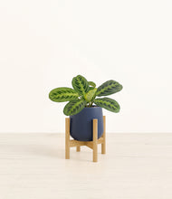 Load image into Gallery viewer, Deep Navy stand:bamboo
