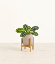 Load image into Gallery viewer, Eternal Gray stand:bamboo
